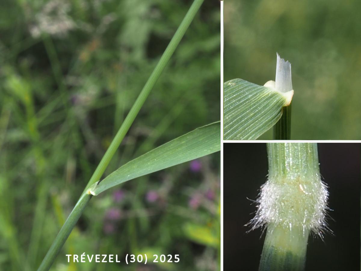 Creeping soft-grass leaf